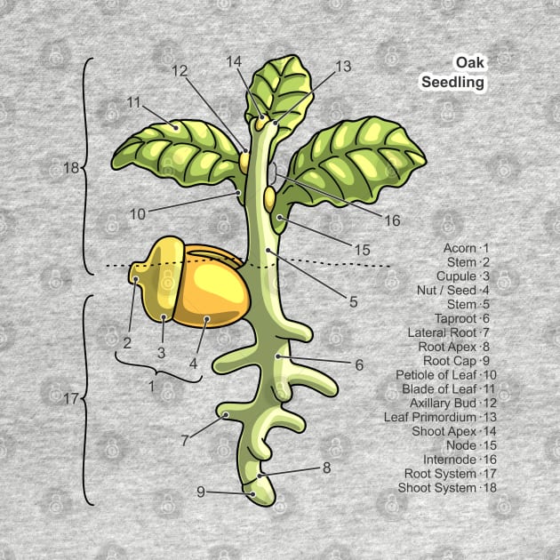 Oak Seedling Diagram by taylorcustom